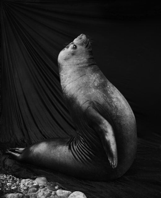 Gary Heery, Sea Lion, 1996/2014, Fotografie auf Aludibond, 150 x 100 cm,