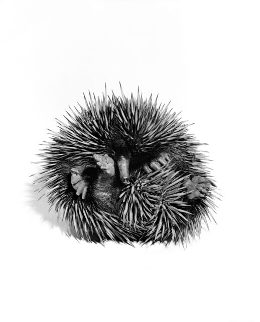 Gary Heery, Beaked Echidna, 1996/2014, Fotografie auf Aludibond, 150 x 100 cm